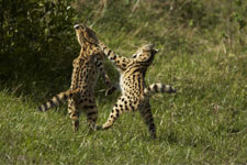 serval